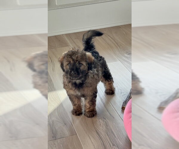Medium Photo #4 Mutt Puppy For Sale in Rosenberg, TX, USA