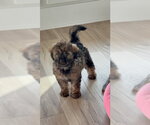 Small #3 Mutt