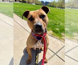 Mutt Dogs for adoption in South Bend, IN, USA