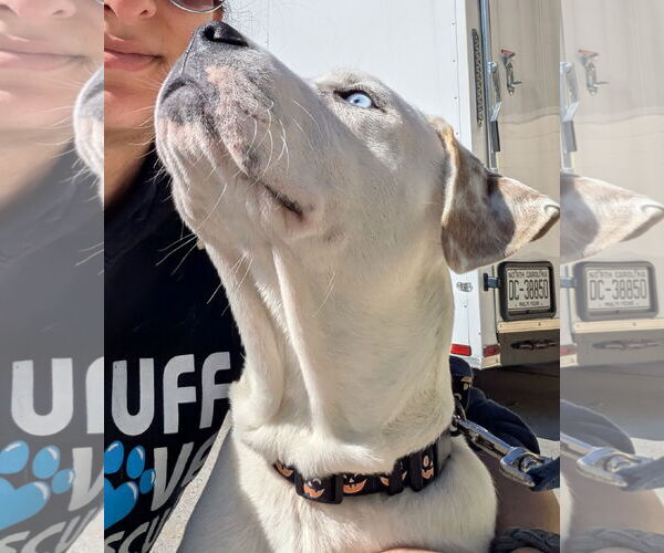 Medium Photo #3 American Pit Bull Terrier-American Staffordshire Terrier Mix Puppy For Sale in Thomasville, NC, USA