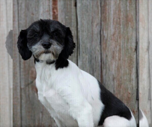 Medium Photo #1 Havanese Puppy For Sale in DANVILLE, PA, USA
