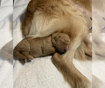Small Photo #4 Golden Retriever Puppy For Sale in Brooklyn, NY, USA