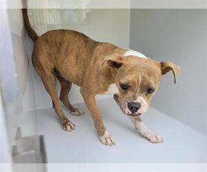 Bull-Boxer Dogs for adoption in Houston, TX, USA
