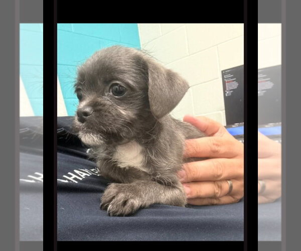 Medium Photo #2 Chihuahua-Unknown Mix Puppy For Sale in Dallas, TX, USA