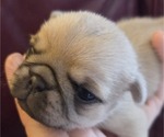 Small Photo #52 Pug Puppy For Sale in HILLSDALE, MI, USA