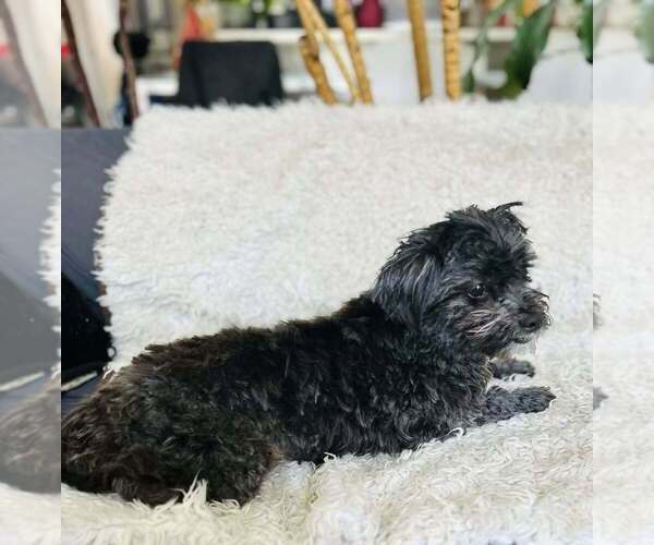 Medium Photo #6 Shih Tzu Puppy For Sale in New York, NY, USA