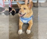 Small #12 Chow Chow-Rat Terrier Mix