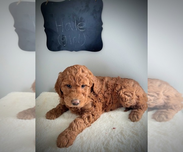 Medium Photo #1 Goldendoodle Puppy For Sale in NORTH VERNON, IN, USA