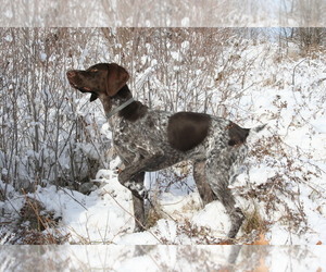 Mother of the German Shorthaired Pointer puppies born on 04/09/2022