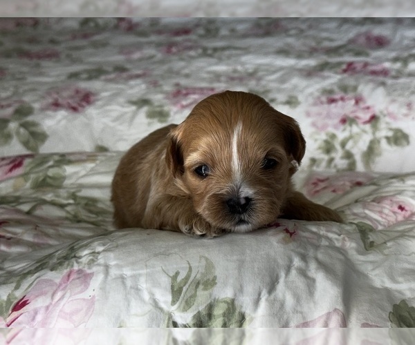 Medium Photo #3 Shih-Poo Puppy For Sale in ALMA, AR, USA