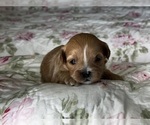Small Photo #9 Shih-Poo Puppy For Sale in ALMA, AR, USA