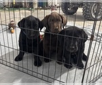 Small #1 Labrador Retriever
