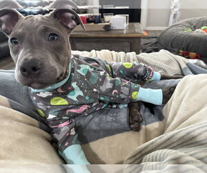 Athena the Pittie - Female American Pit Bull Terrier-Unknown Mix Dog for Adoption - Photo #13