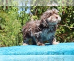 Small #34 ShihPoo