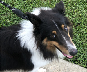 Shetland Sheepdog Puppy for Sale in COLLINSVILLE, Illinois USA