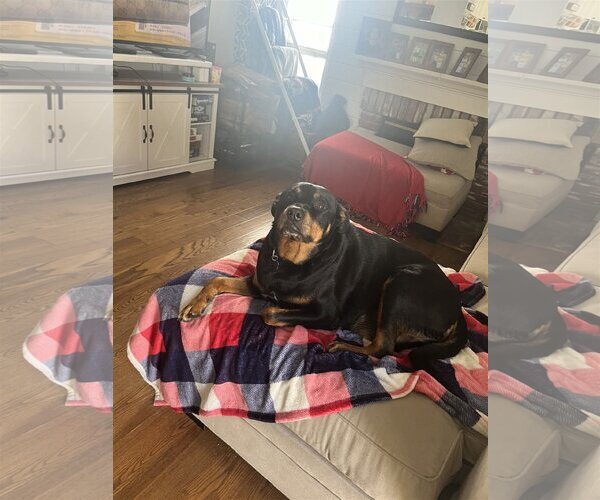 Medium Photo #16 Rottweiler Puppy For Sale in Tustin, CA, USA