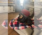 Small #15 Rottweiler