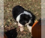 Small Photo #3 Australian Shepherd Puppy For Sale in AINSWORTH, NE, USA