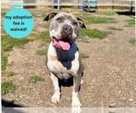 Small #4 American Pit Bull Terrier