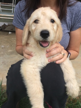 Medium Photo #1 Goldendoodle Puppy For Sale in GRANDIN, MO, USA