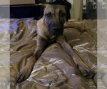 Small #5 Black Mouth Cur-German Shepherd Dog Mix