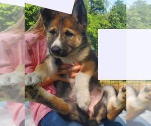 Medium Alaskan Malamute-German Shepherd Dog Mix