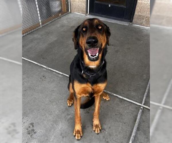 Medium Photo #3  Puppy For Sale in , 