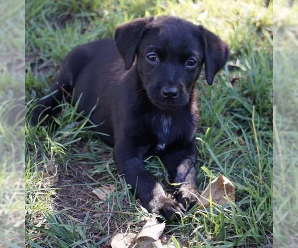 Medium Photo #1 Labrador Retriever-Unknown Mix Puppy For Sale in San Diego, CA, USA