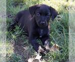 Huckleberry Finn Pup - Amy - Female Labrador Retriever-Unknown Mix Dog for Adoption - Small photo