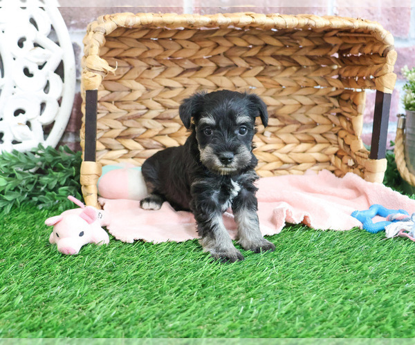 Medium Photo #7 Schnauzer (Miniature) Puppy For Sale in SYRACUSE, IN, USA