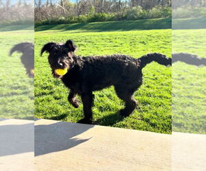 Labradoodle Dogs for adoption in Foristell, MO, USA