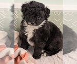 Puppy Pringle Aussie-Poo