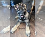 Small Photo #4 German Shepherd Dog Puppy For Sale in GREENVILLE, GA, USA