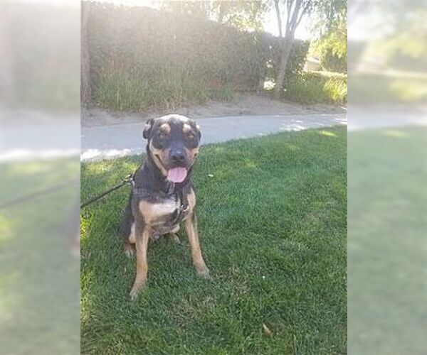 Medium Photo #2 Rottweiler-Unknown Mix Puppy For Sale in Dana Point, CA, USA