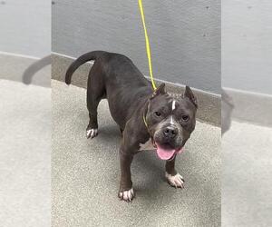 Staffordshire Bull Terrier-Unknown Mix Dogs for adoption in Las Vegas, NV, USA