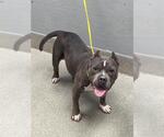 Small Staffordshire Bull Terrier Mix