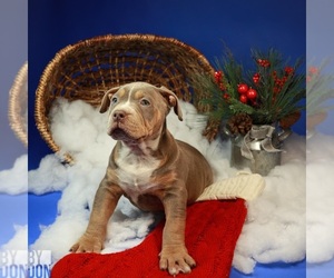 American Bully Puppy for sale in BROCKTON, MA, USA