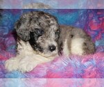 Small Photo #6 Miniature Labradoodle Puppy For Sale in LA HABRA, CA, USA