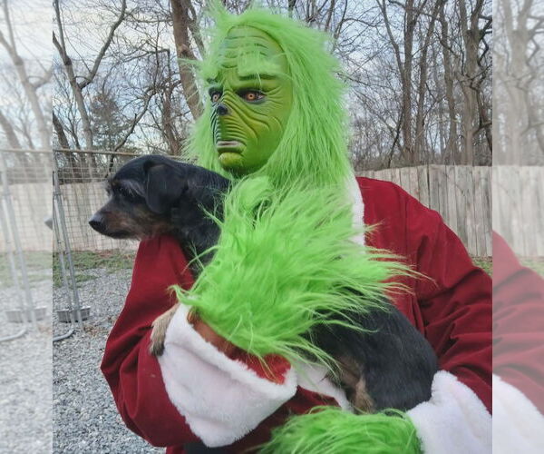 Medium Photo #4 Mutt Puppy For Sale in Thomasville, NC, USA