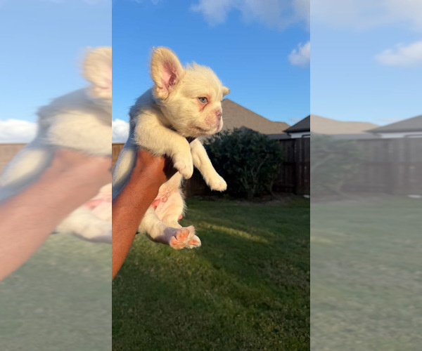 Medium Photo #2 French Bulldog Puppy For Sale in IOWA COLONY, TX, USA