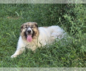 Medium Great Pyrenees Mix