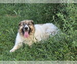 Small Great Pyrenees Mix
