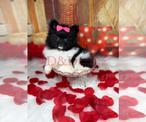 Pomeranian Puppy for sale in RIPLEY, MS, USA