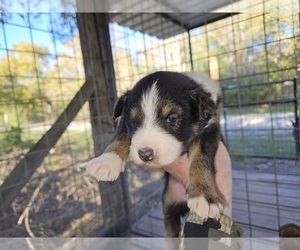 Australian Shepherd Puppy for sale in HUNTSVILLE, TX, USA