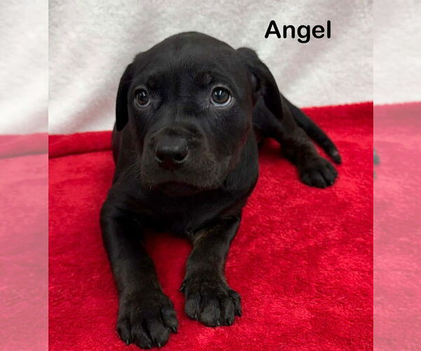 Medium Photo #1 American Staffordshire Terrier-Unknown Mix Puppy For Sale in Wenonah, NJ, USA