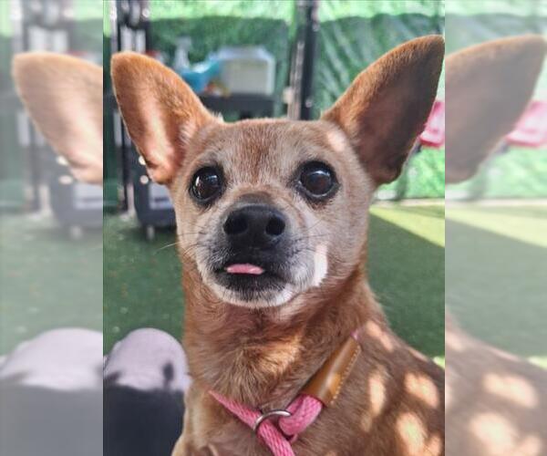Medium Photo #1 Chihuahua Puppy For Sale in Woodland, CA, USA