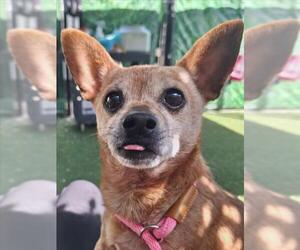 Chihuahua Dogs for adoption in Woodland, CA, USA