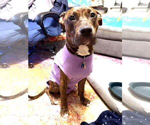 American Pit Bull Terrier Dogs for adoption in Rockville, MD, USA
