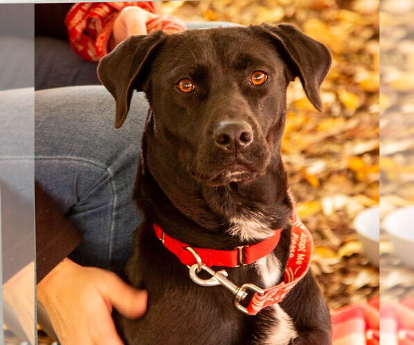 Medium Photo #10 Labrador Retriever-Unknown Mix Puppy For Sale in Canton, CT, USA