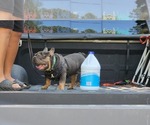 Small #5 French Bulldog
